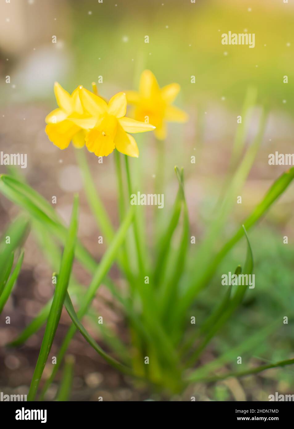In primavera nel giardino fioriscono naffodils gialli Foto Stock