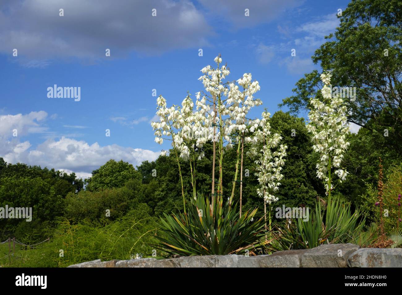 yucca filamentosa, ago e filo di adamo, yucche Foto Stock