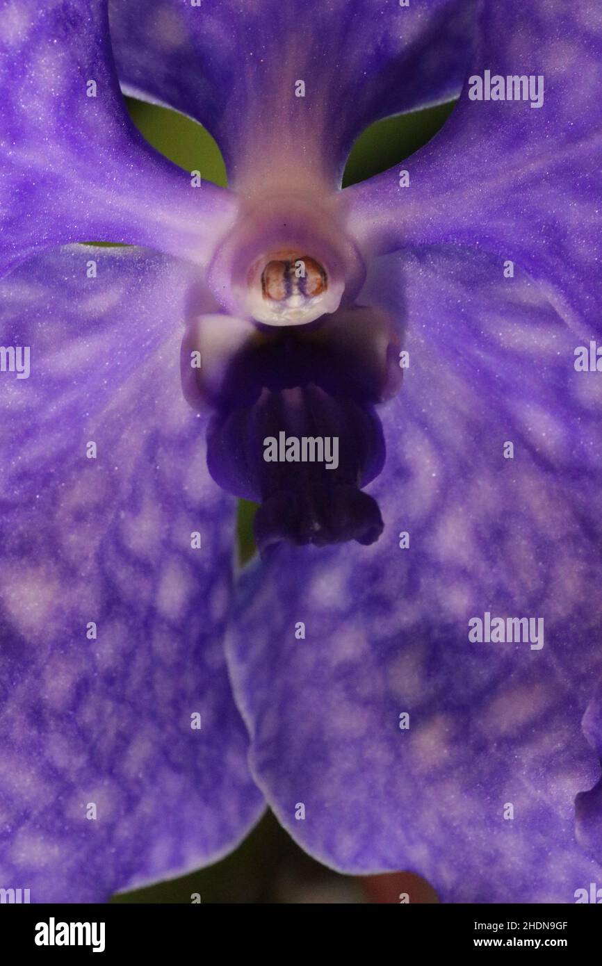 fiori, orchidee, fiori, orchidee Foto Stock