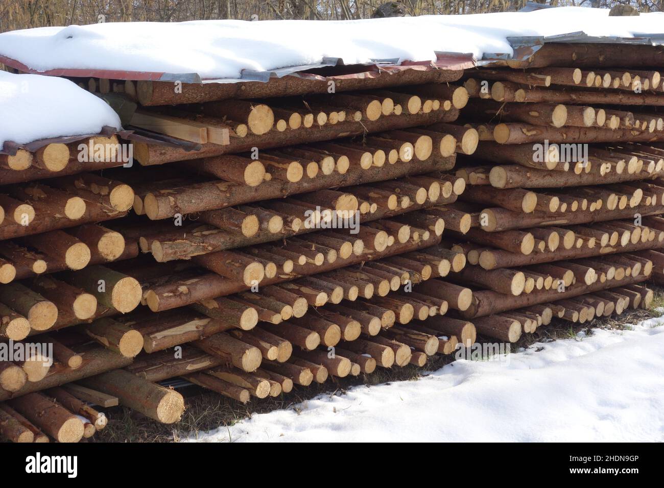 pali di legno, legna da ardere, pali di legno, legna da ardere Foto Stock
