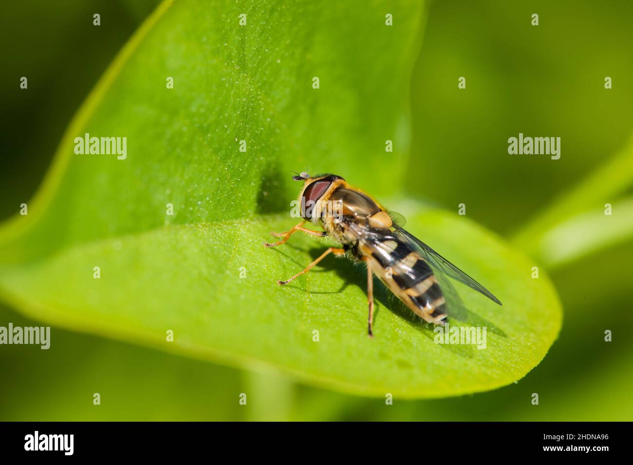 hoverfly, hoverfly di cinghiale, hoverfly, sericomiia silentis Foto Stock