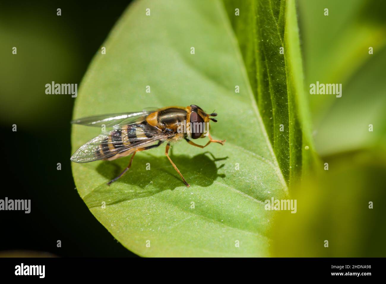 hoverfly, hoverfly di cinghiale, hoverfly, sericomiia silentis Foto Stock