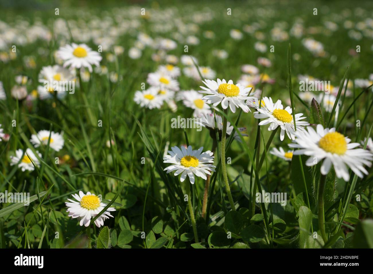daisy, bellis perennis, margherite Foto Stock