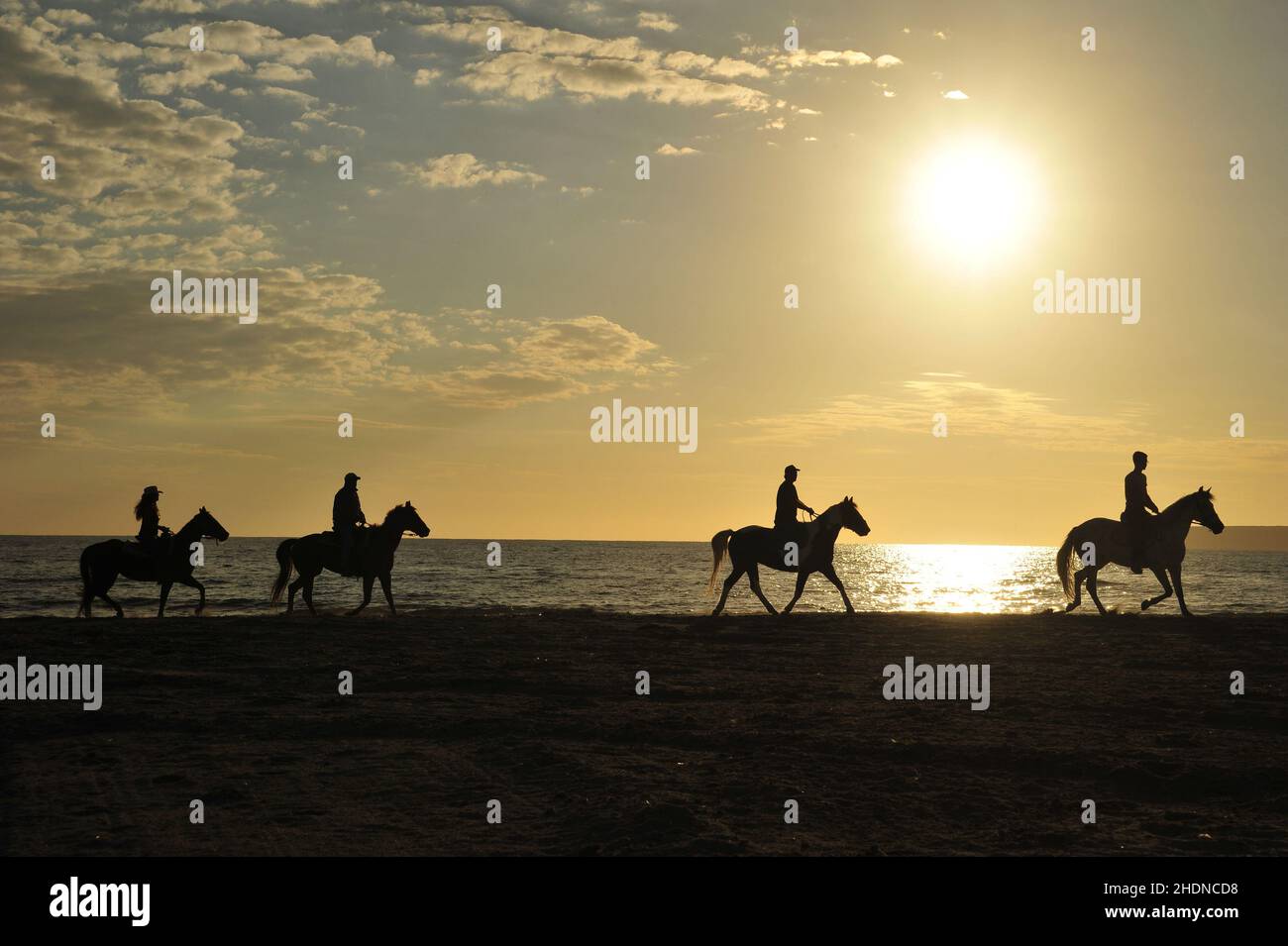 cavalli, sardegna, equitazione, sardinias Foto Stock