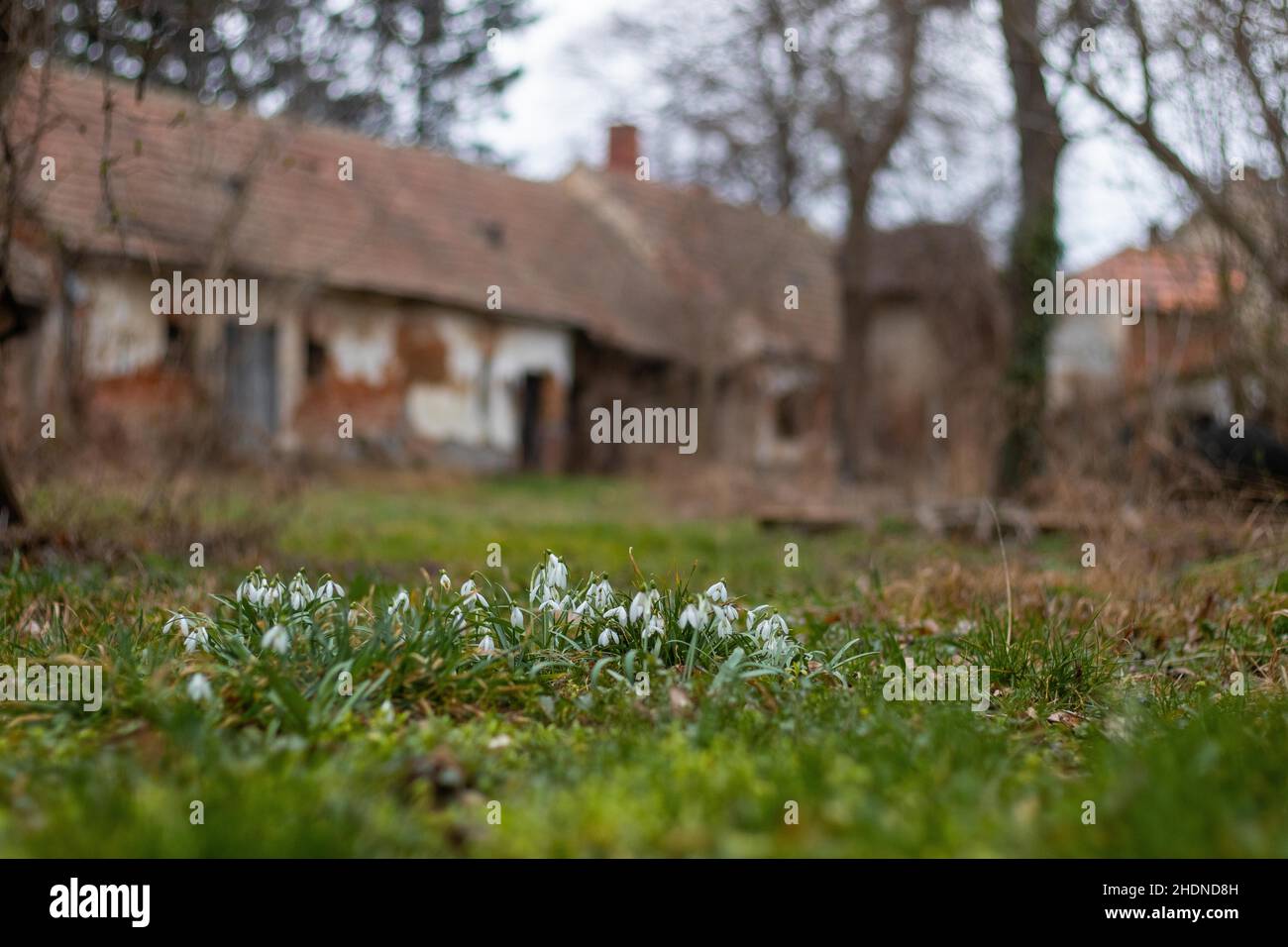 Fuoco selettivo di piccoli fiori bianchi che crescono su erba verde con uno sfondo sfocato di capanne Foto Stock