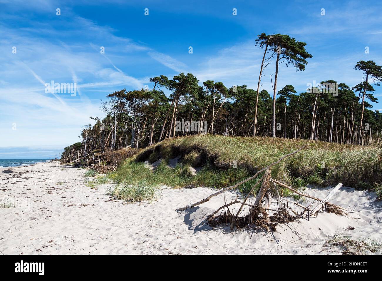 spiaggia ovest, alberi a vento, fischland darß, spiagge ovest Foto Stock
