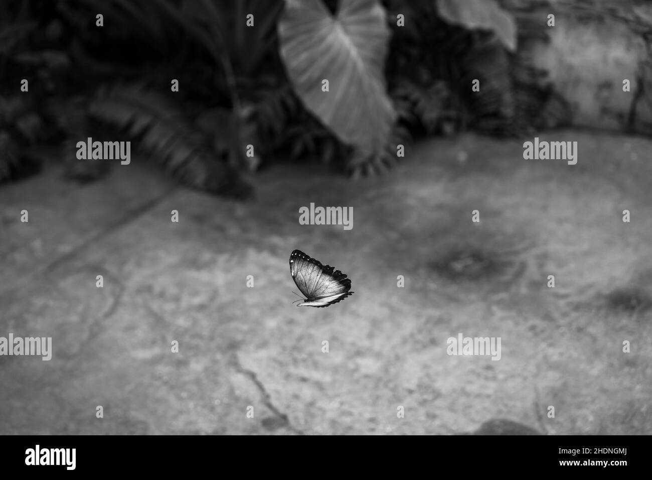 Scatto in scala di grigi di una farfalla volante Foto Stock