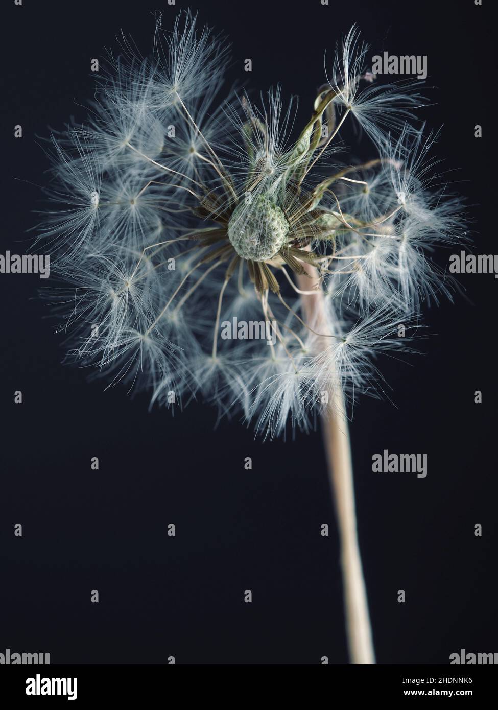 dente di leone, dente di leone, löwenzahn font Foto Stock