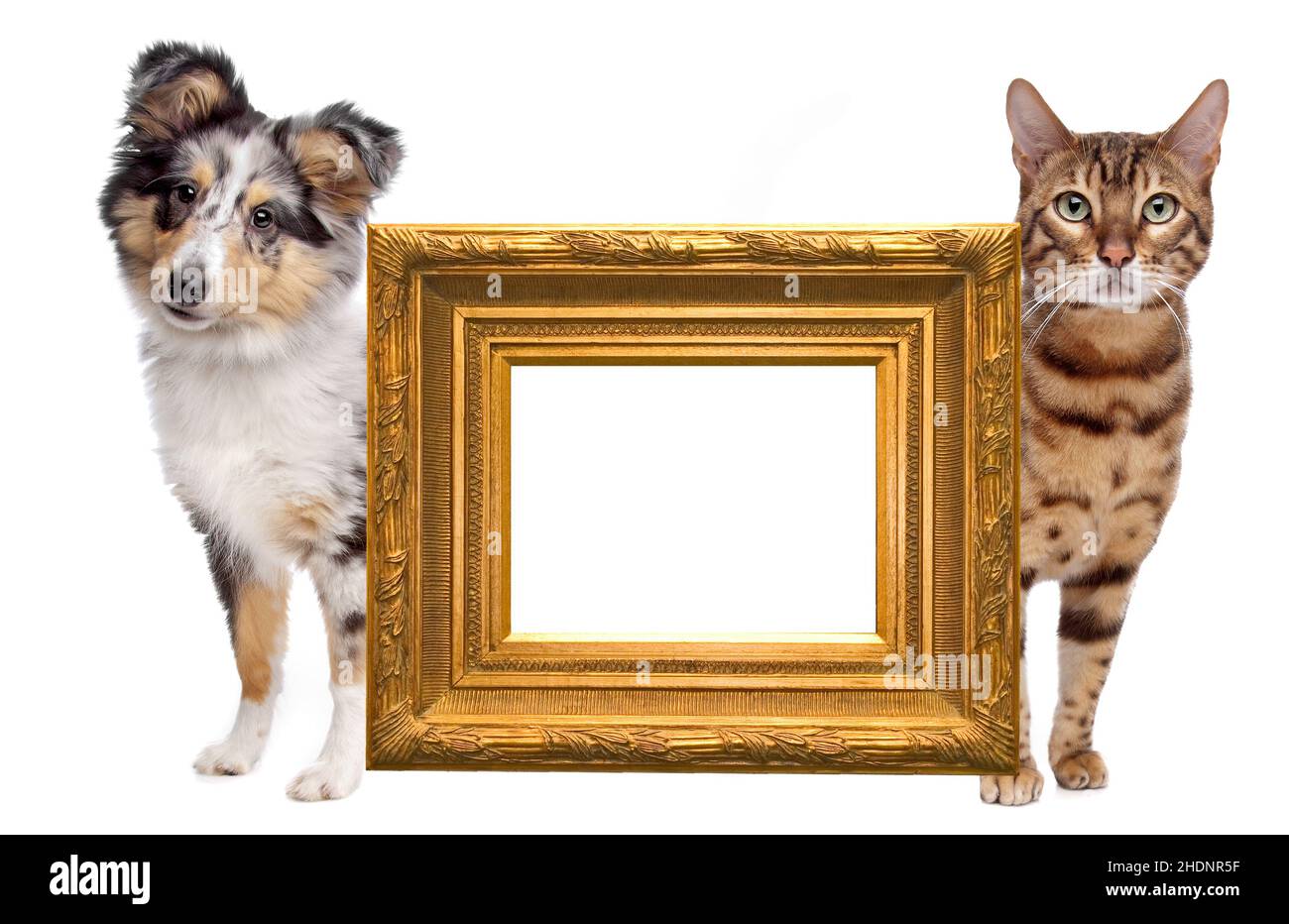 gatto, cane, amicizia animale, cornice, gatti, cani, amici animali, cornici Foto Stock