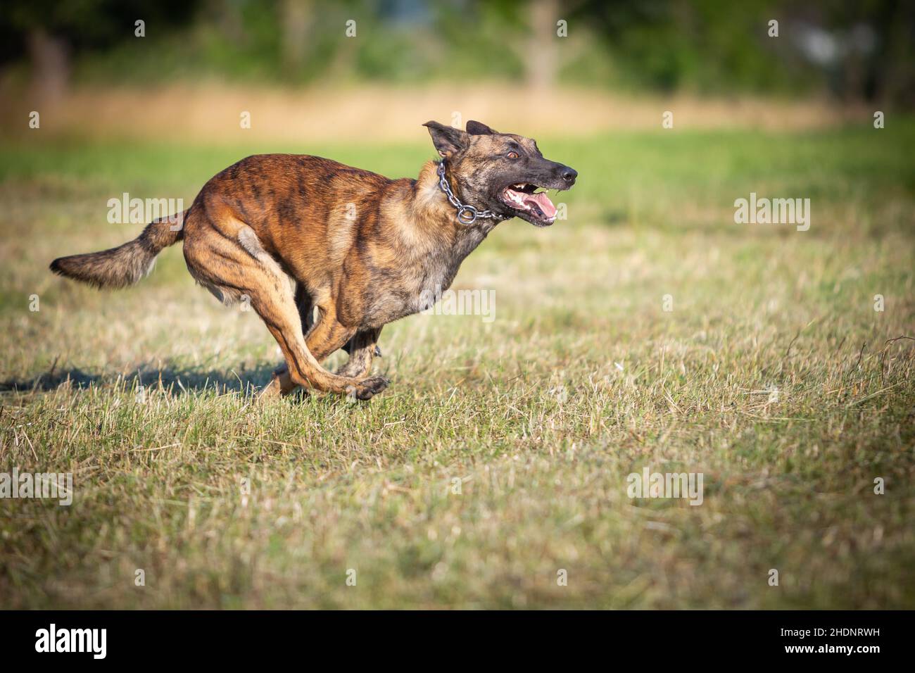 corsa, aggressivo, sheepdog, jogging, aggressivi, cani da pecora Foto Stock