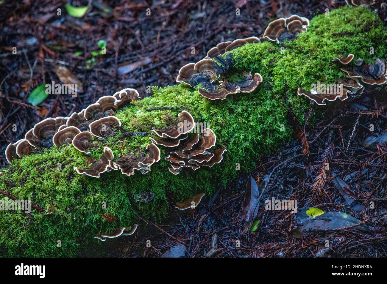 Armstrong Redwoods è un piccolo stand di sequoie appena a nord di Guerneville, California. Foto Stock