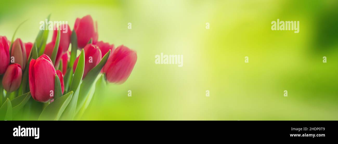 primavera, mamme, tulipani, mamme, tulipani, mamme Foto Stock