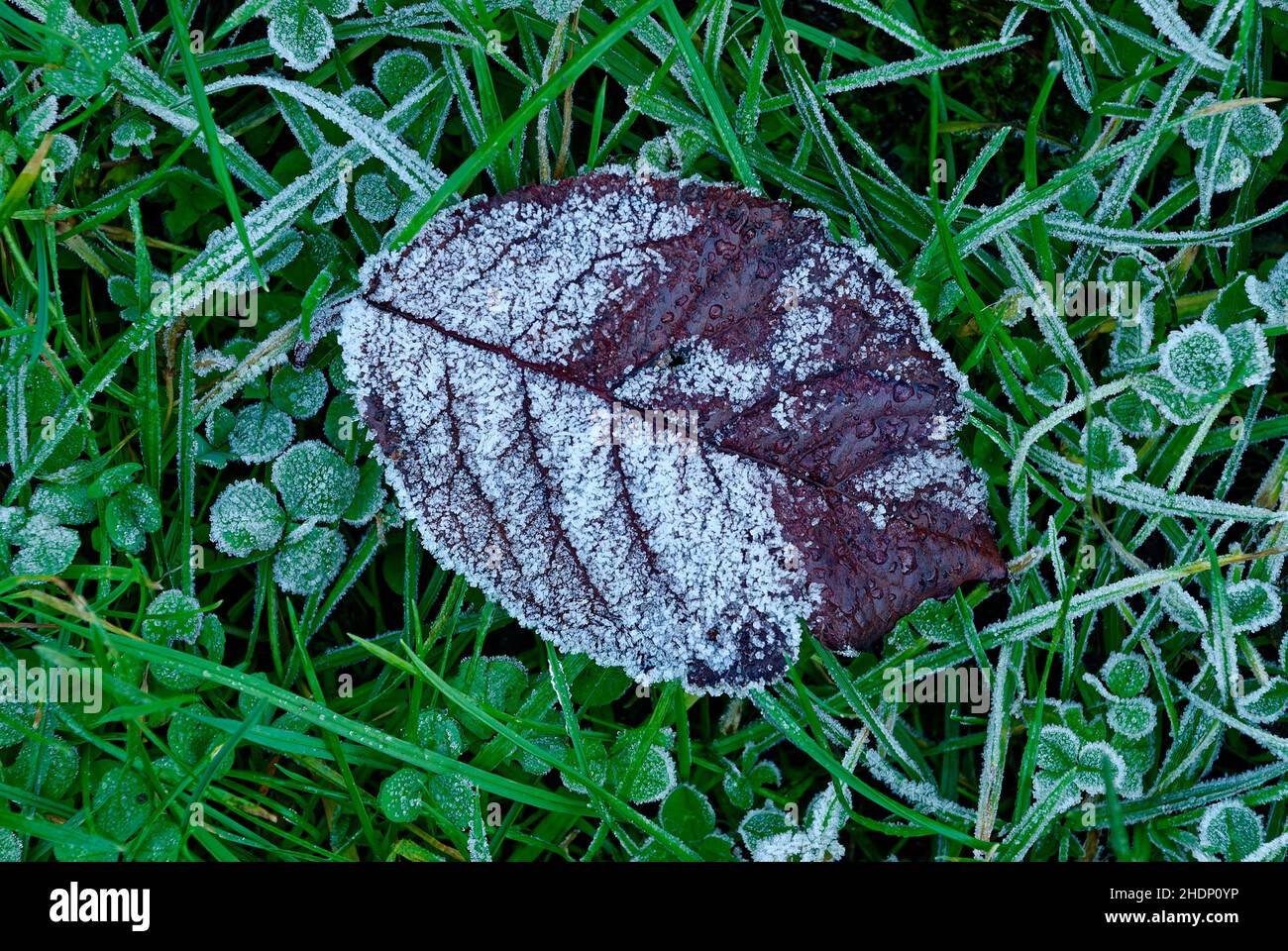 foglia coperta di rime - una foglia in macro fotografia - giardino d'inverno Foto Stock