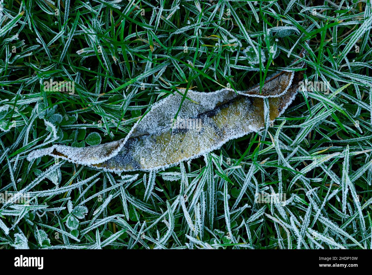 foglia lunga in rima nell'erba - macrofisura - erba congelata Foto Stock