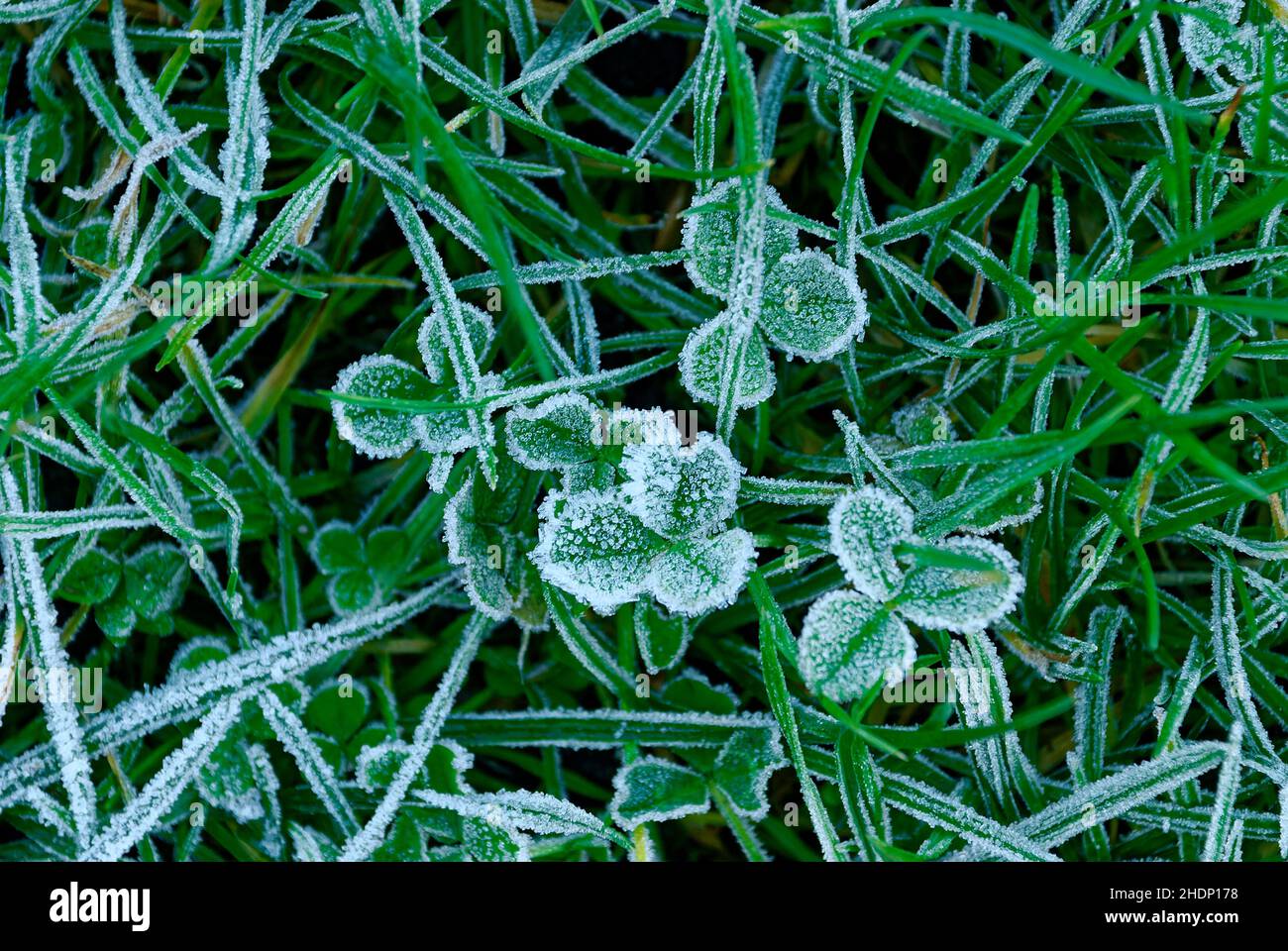 rime sul trifoglio - mattinata gelata in giardino - macro Foto Stock