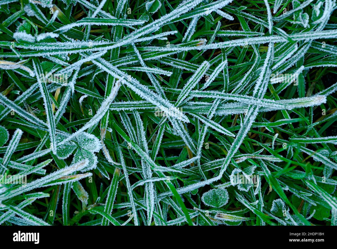 erba ghiacciata, fine autunno, rima sull'erba - macro Foto Stock