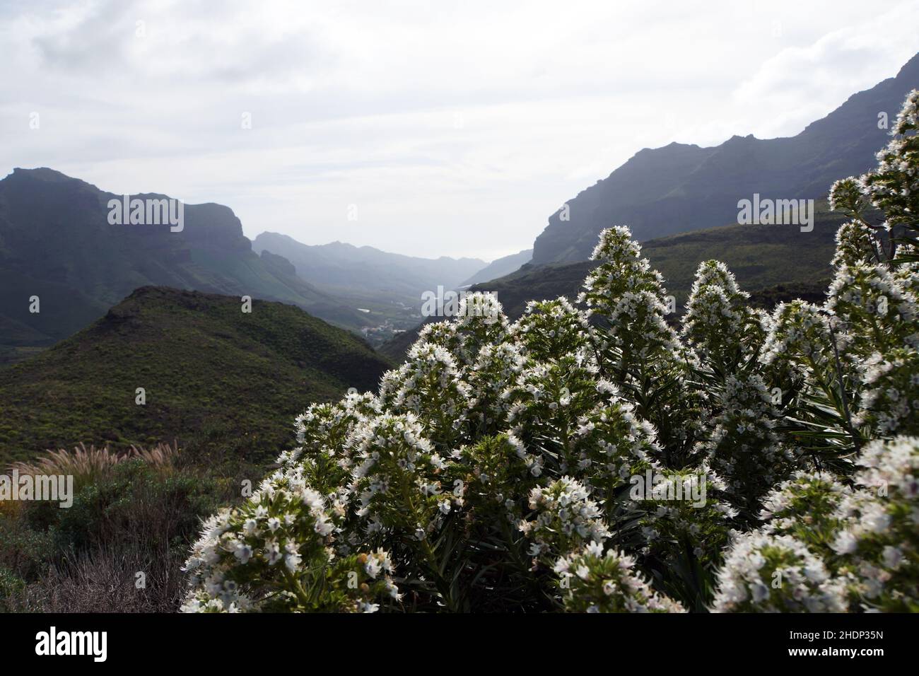 gran canaria, echium, degollada de la aldea, gran canaria, grandi canari, echiums Foto Stock