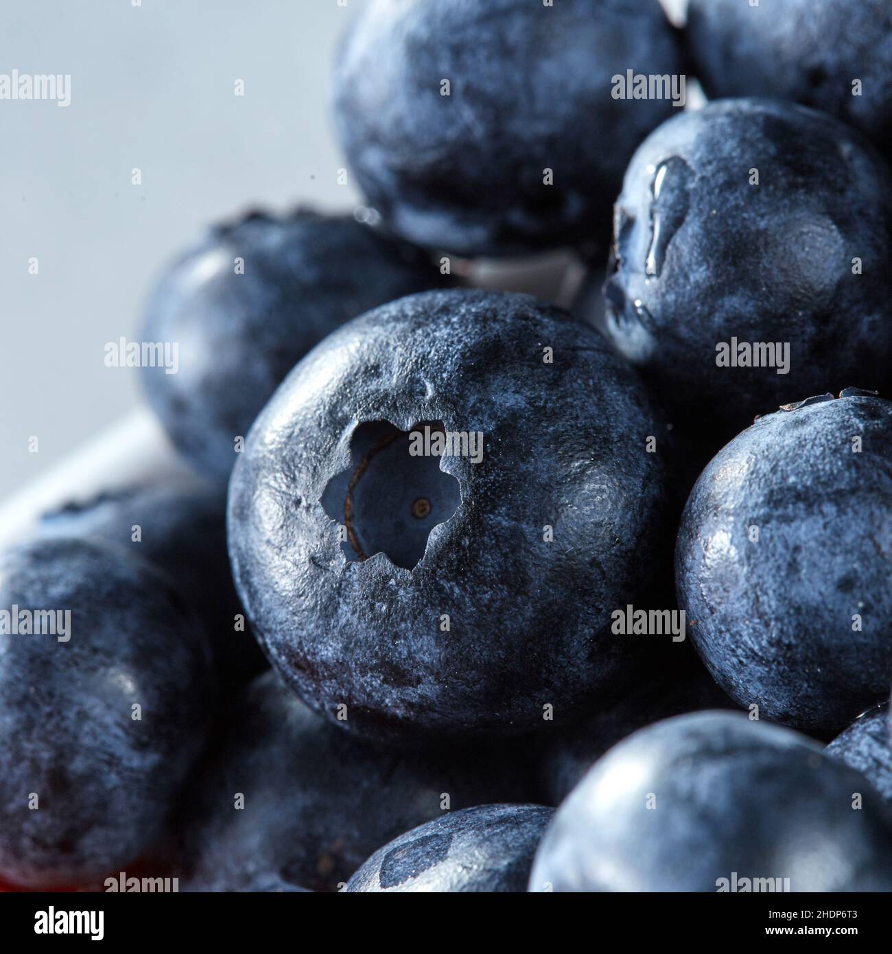 mirtillo, mirtilli Foto Stock