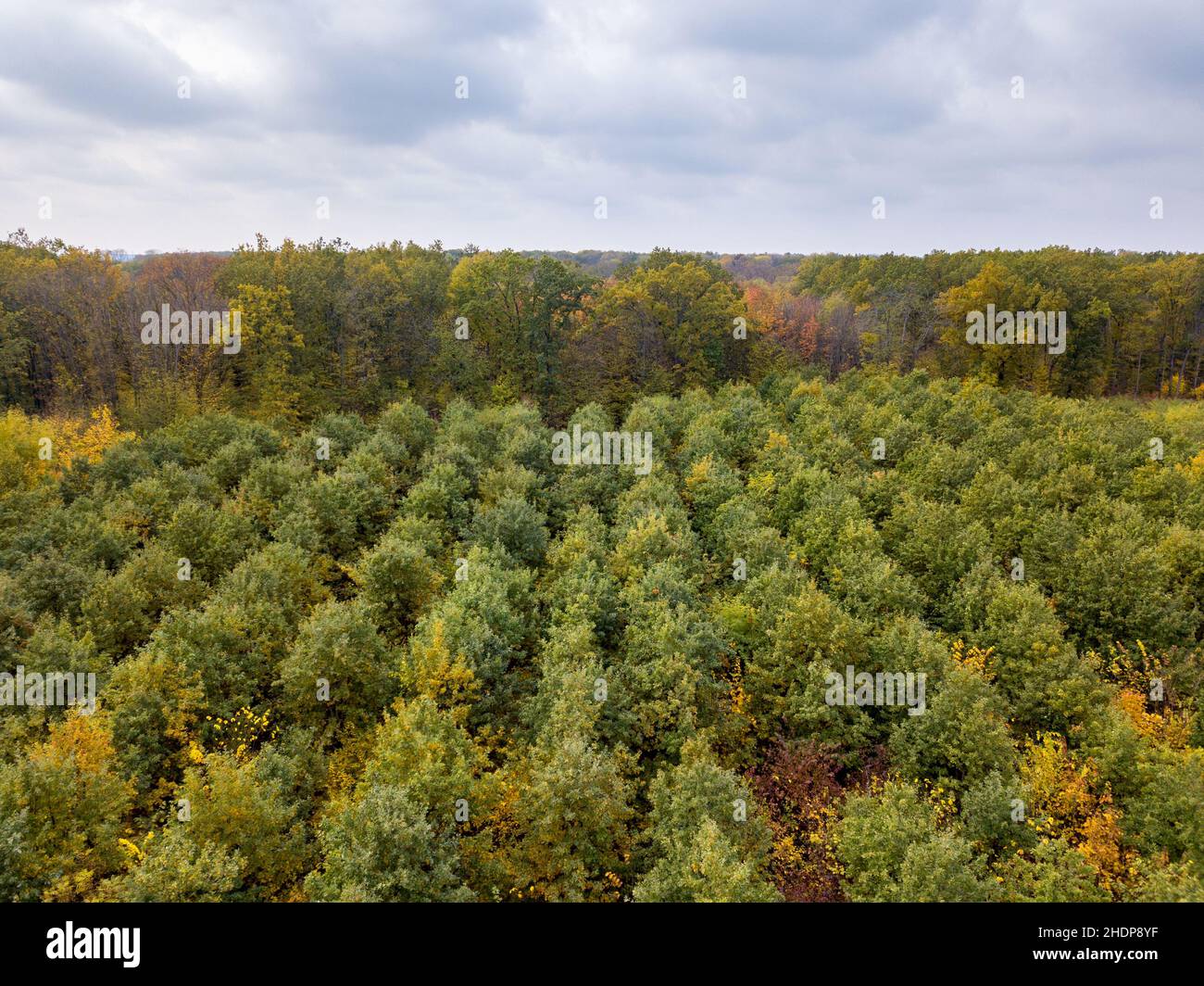 foreste, foreste decidue, foreste decidue Foto Stock