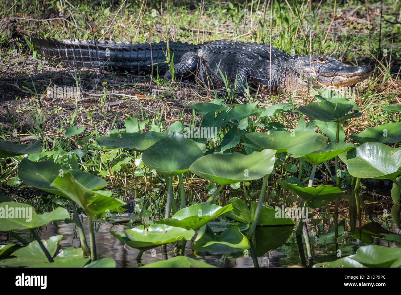 Alligatore americano (Alligator mississippiensis) lungo la costa del fiume St. Johns vicino al Blue Spring state Park a Orange City, Florida. (USA) Foto Stock