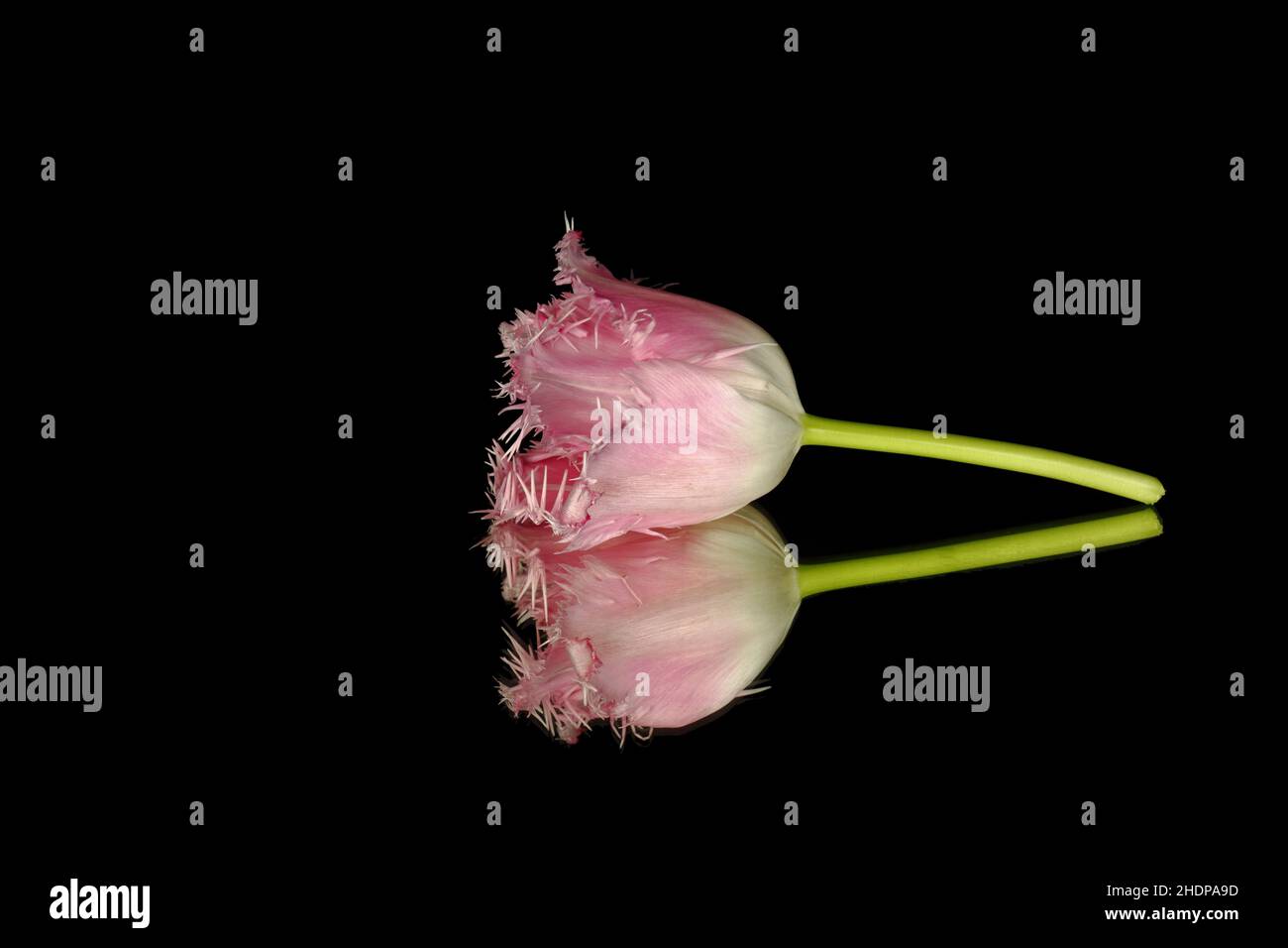 tulipani fioriscono, tulipani pappagallo, tulipani fioriscono Foto Stock