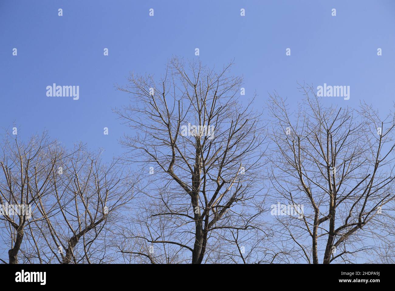 alberi, rami, completamente calvo, albero, ramoscelli, ramoscelli, balle completamente Foto Stock