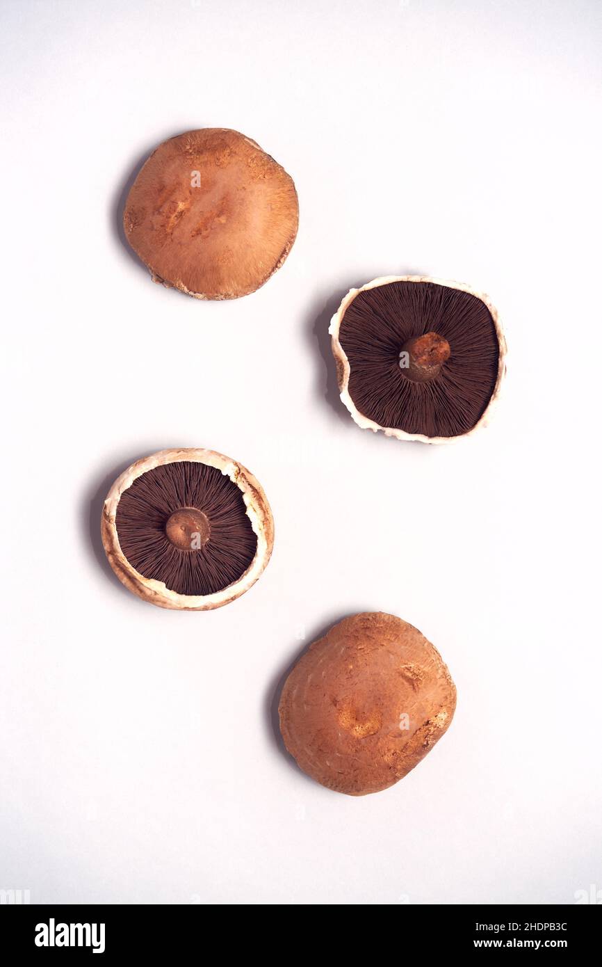 Funghi, testa a fungo Foto Stock