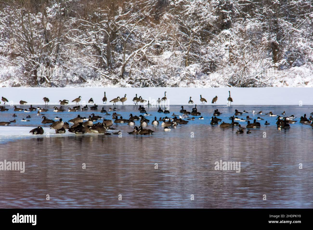 Un grande gruppo di oche canadesi si trova nelle acque gelide del lago. Foto Stock