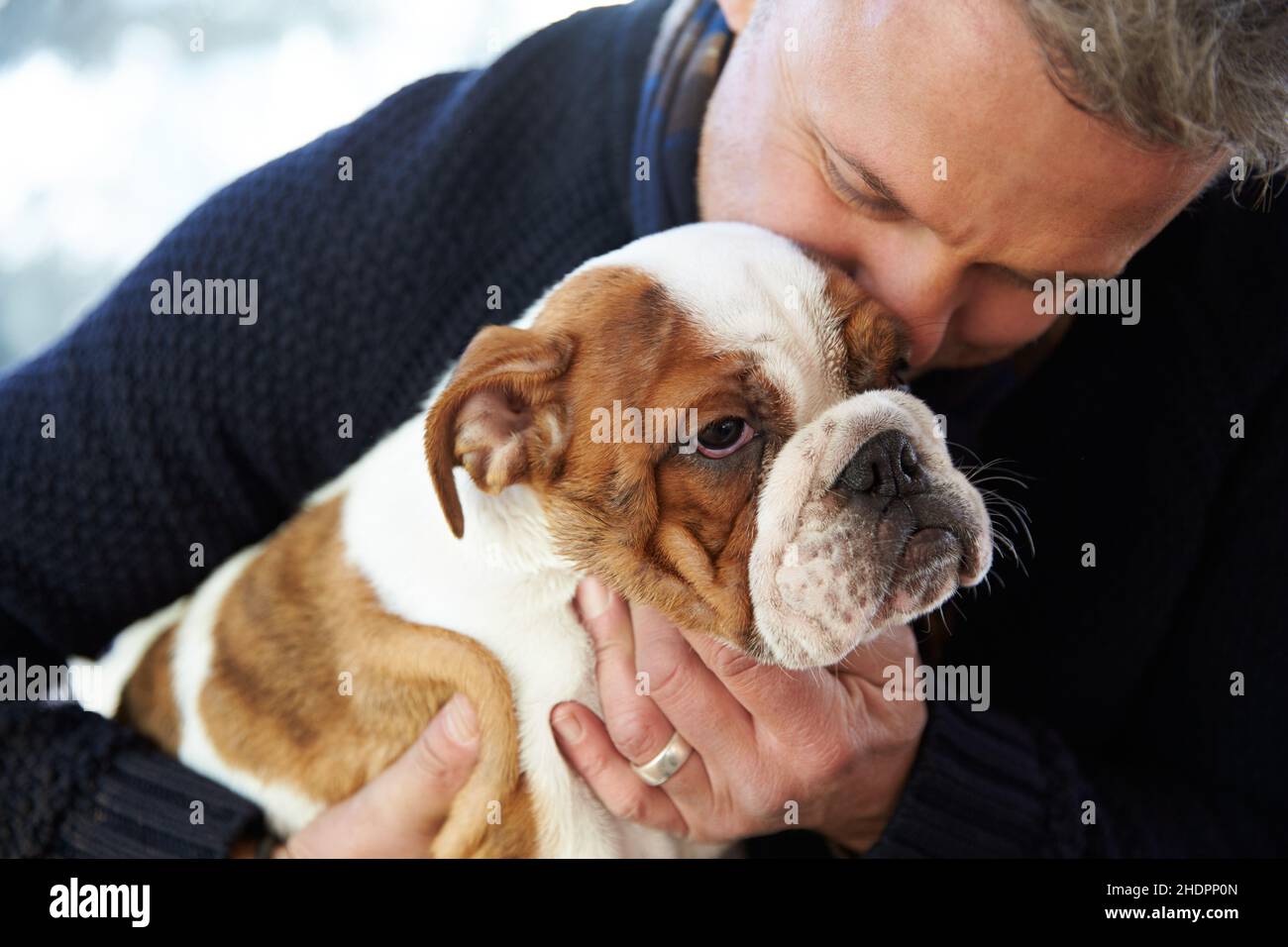 cane, coccole, bulldog, proprietario del cane, cani, cuccioli, bulldog, proprietari di cani Foto Stock