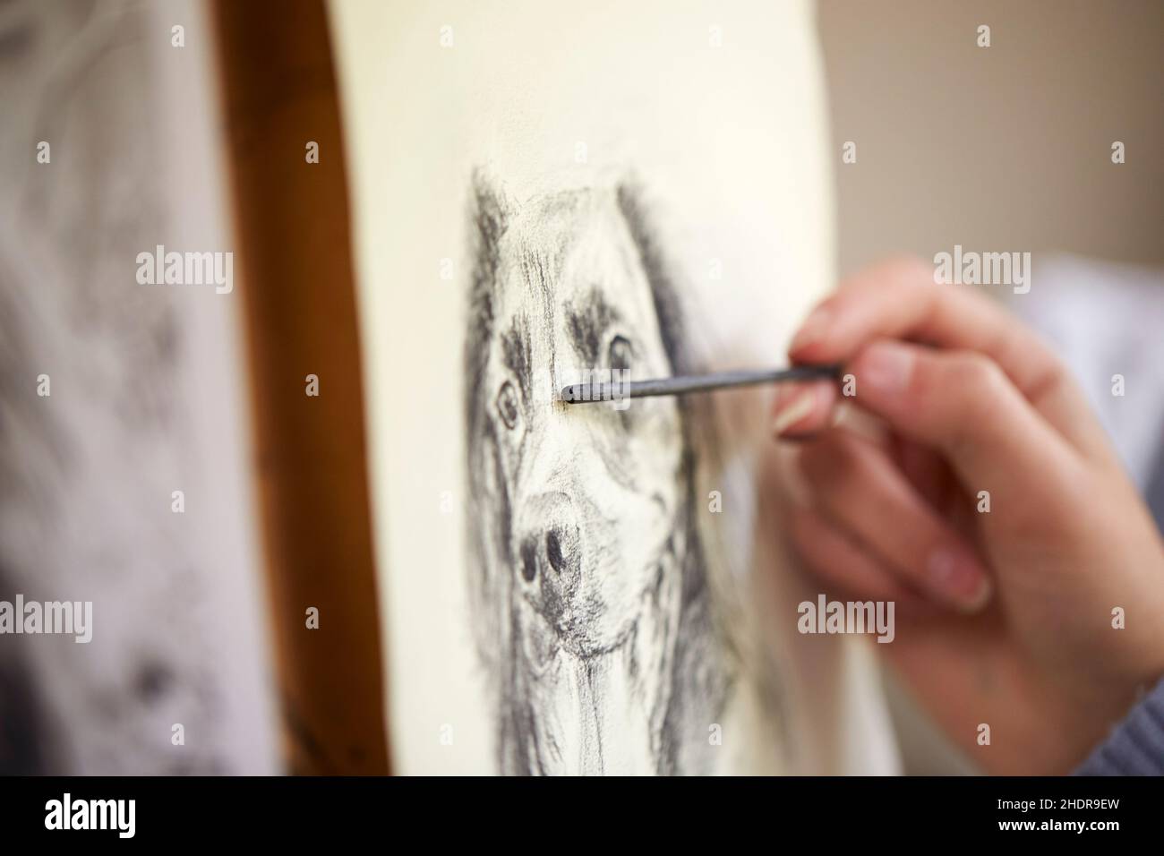 cane, disegno, matita di carbonio, cani Foto Stock