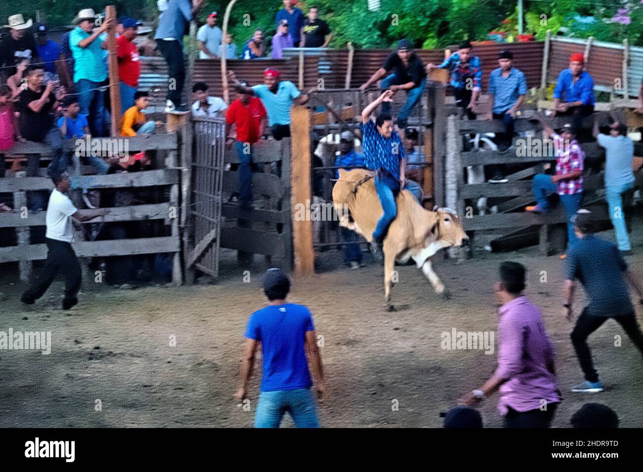 Cavalcata di tori presso un rodeo locale, Balgue, Isola di Ometepe, Nicaragua Foto Stock