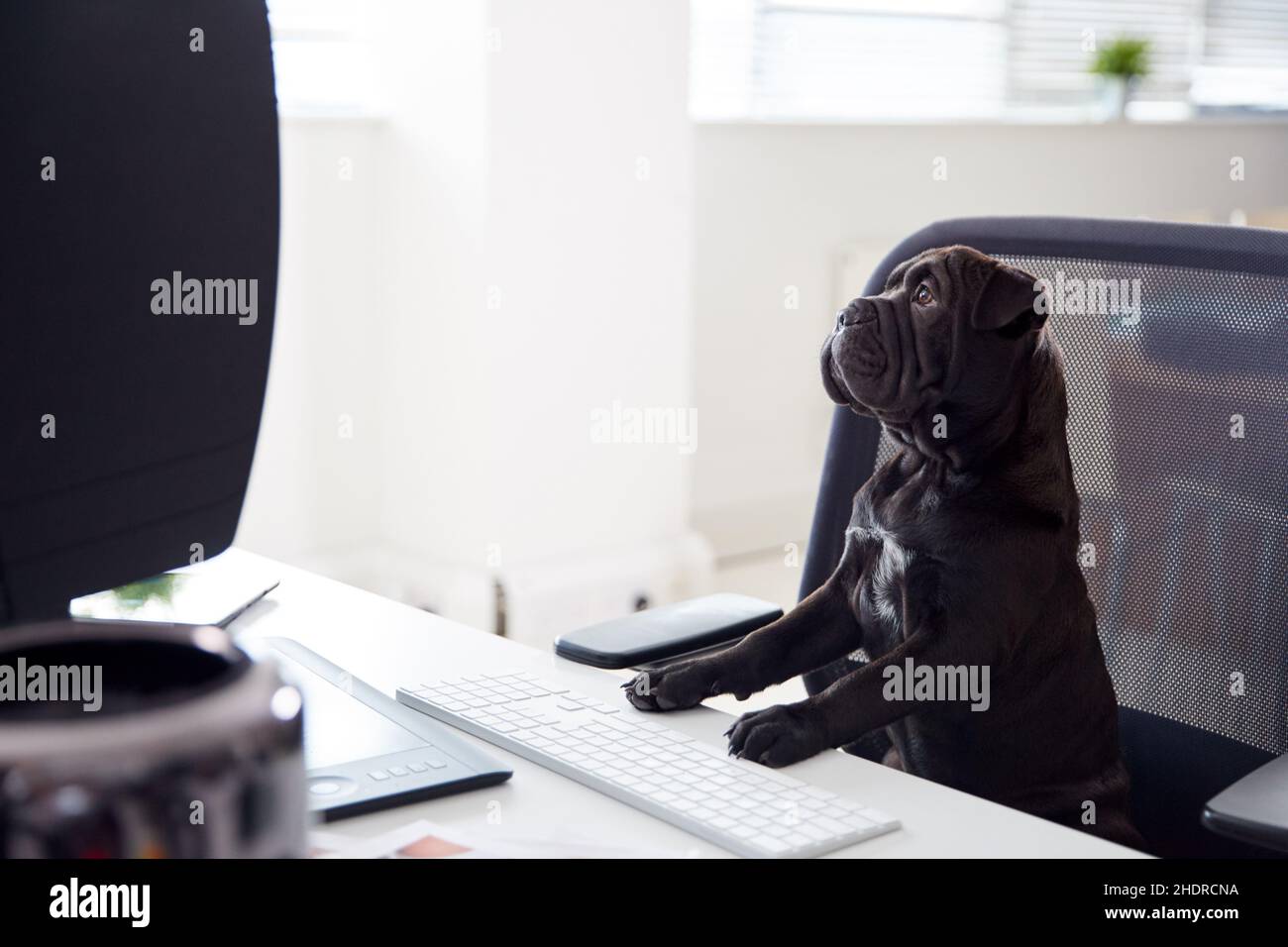 cane, capo, ufficio domestico, cani, dirigenti, uffici domestici Foto Stock