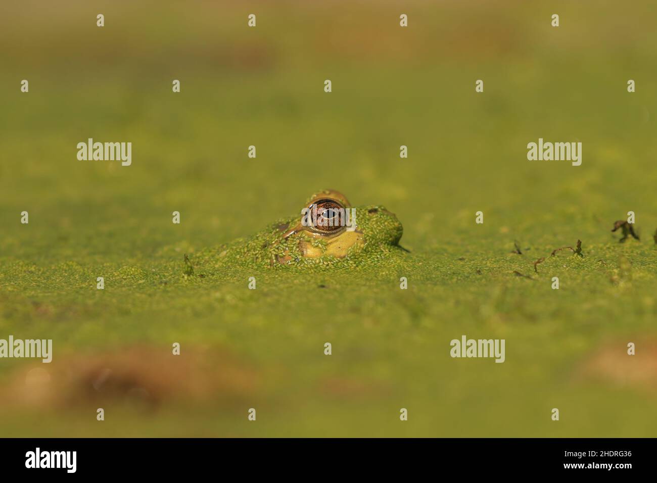 Un primo piano laterale di una rana verde che sbucciava gli occhi sopra l'acqua e le alghe sulla superficie di un lago o stagno con un sacco di spazio copia Foto Stock