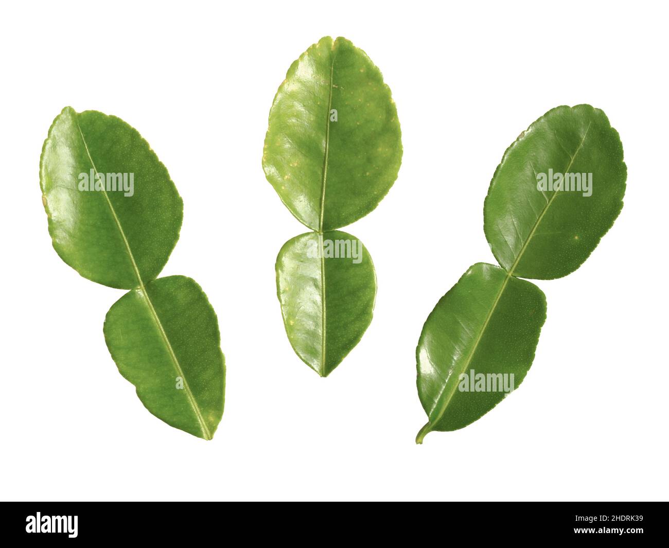 foglie, foglie di calce di kaffir, foglie Foto Stock