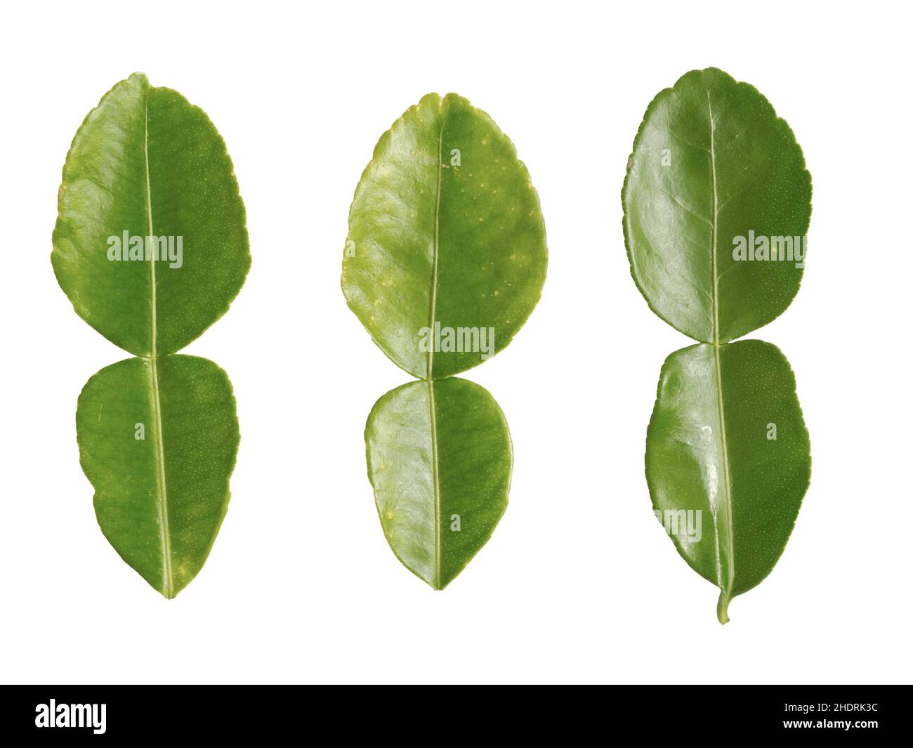 foglie, foglie di calce di kaffir, foglie Foto Stock