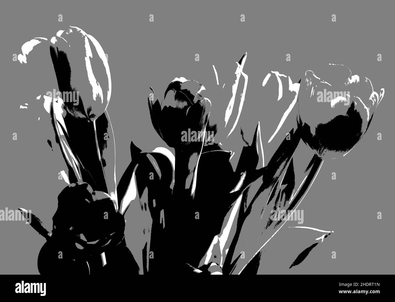 Un bouquet di tulipani su sfondo grigio come illustrazione. Foto Stock