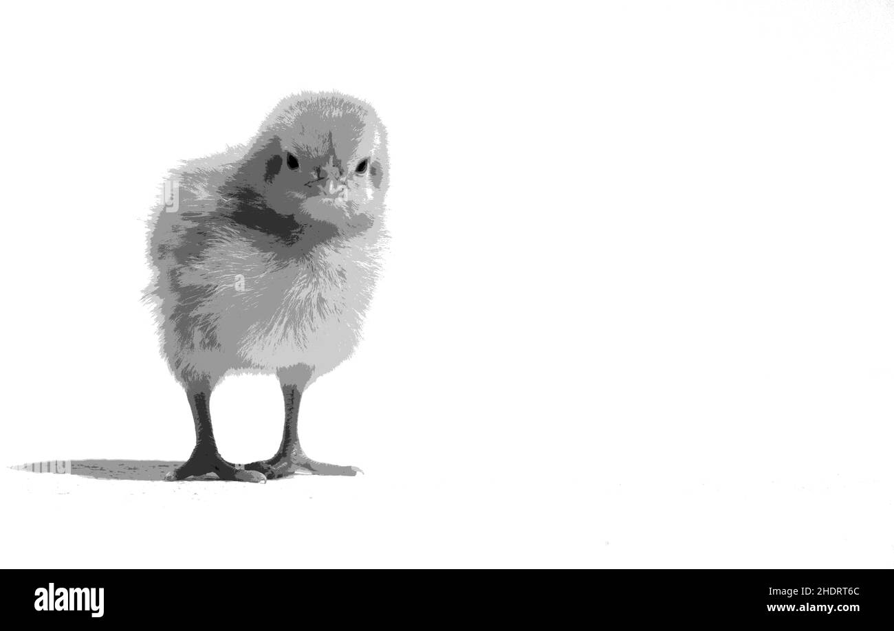 Pollo piccolo su sfondo bianco Foto Stock