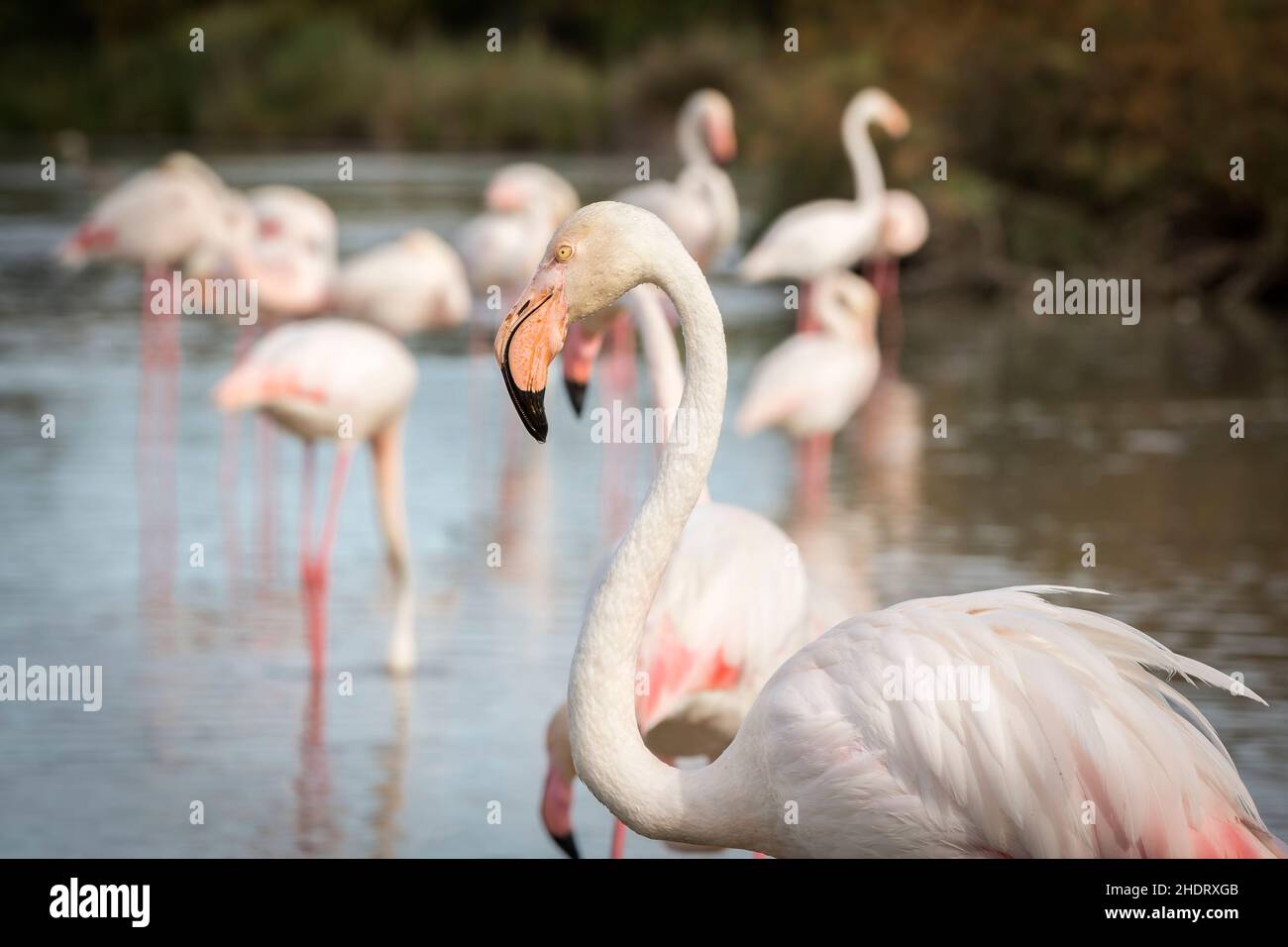 flamingo, camargue, fenicotteri, camargues Foto Stock