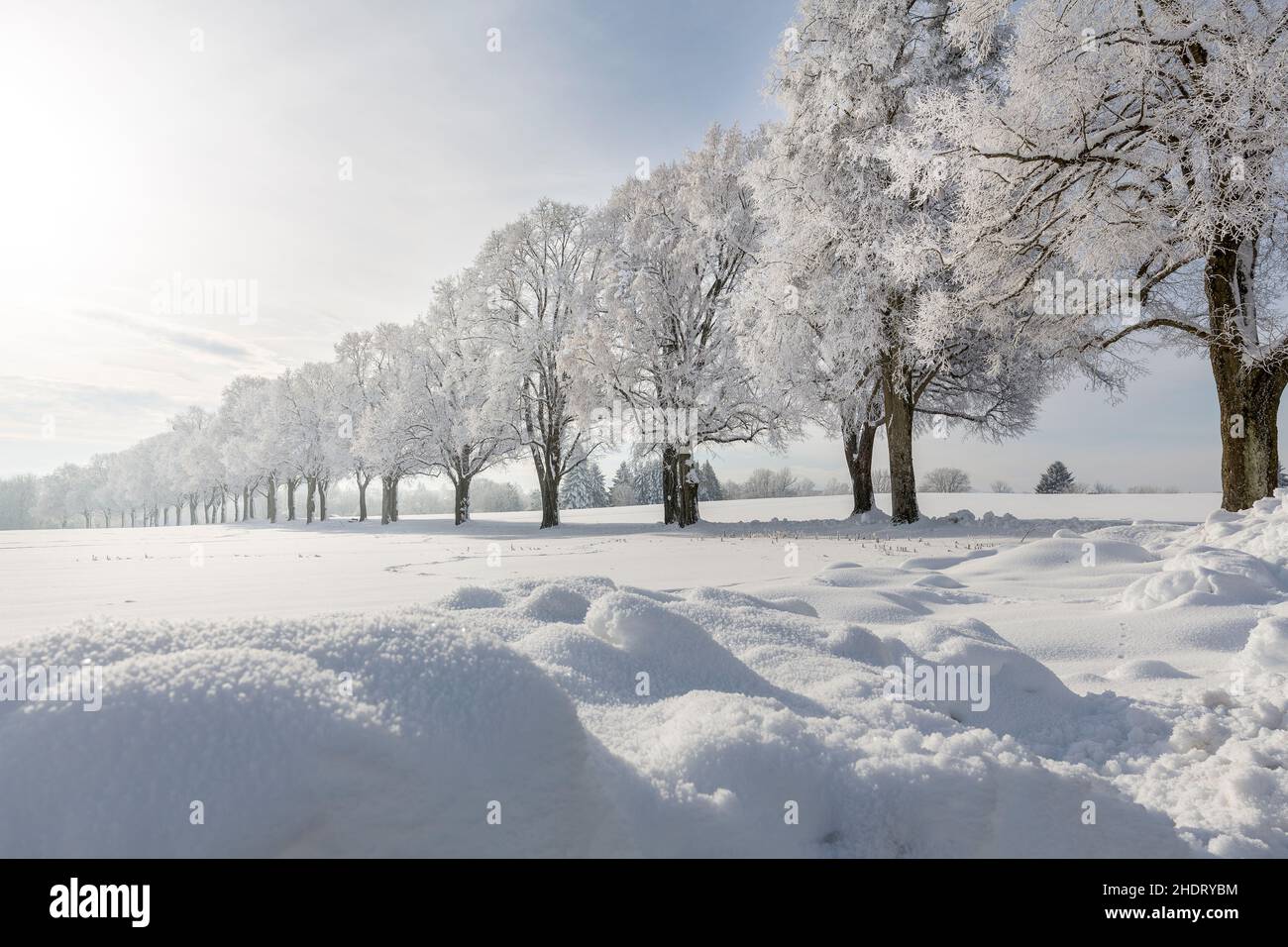 paesaggio, inverno, quercia, paesaggi, rurale, scena rurale, scena, scenario, scene, inverni, querce Foto Stock