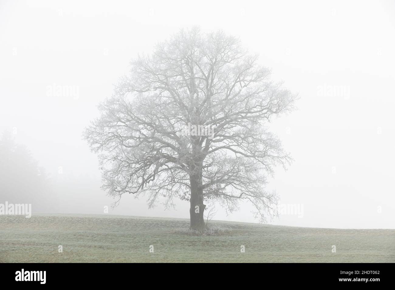 albero, nebbia, solitario, alberi, nebbia, solele Foto Stock