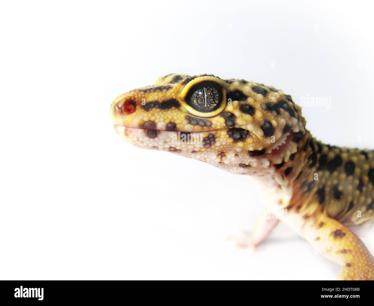 gecko, gecko leopardo, gecko, gecko leopardo Foto Stock