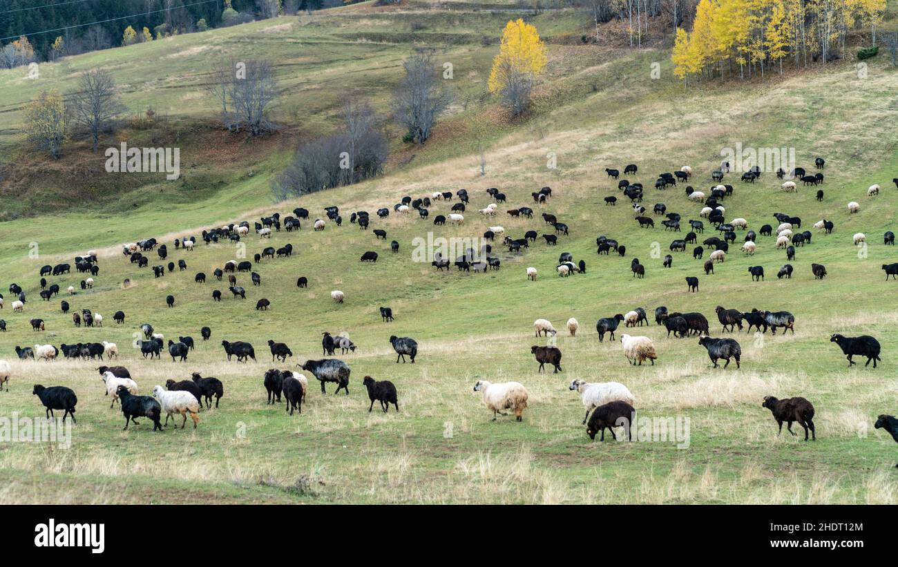 Gregge di pecore sul bel prato di montagna, nella Turchia orientale Foto Stock