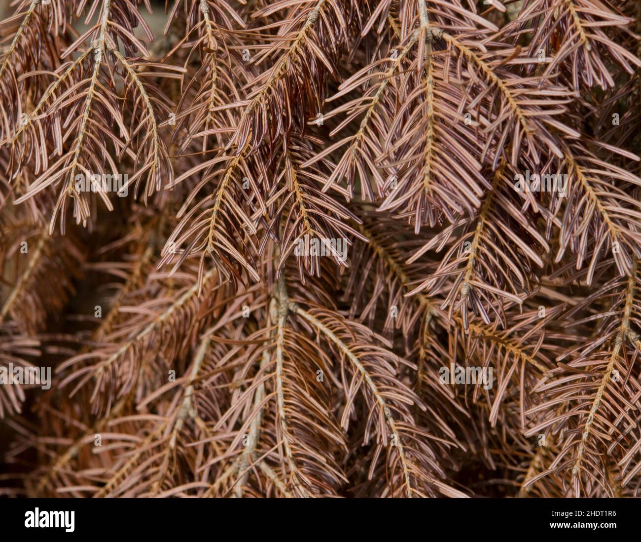 conifere, aghi di pino, conifere, aghi di pino Foto Stock