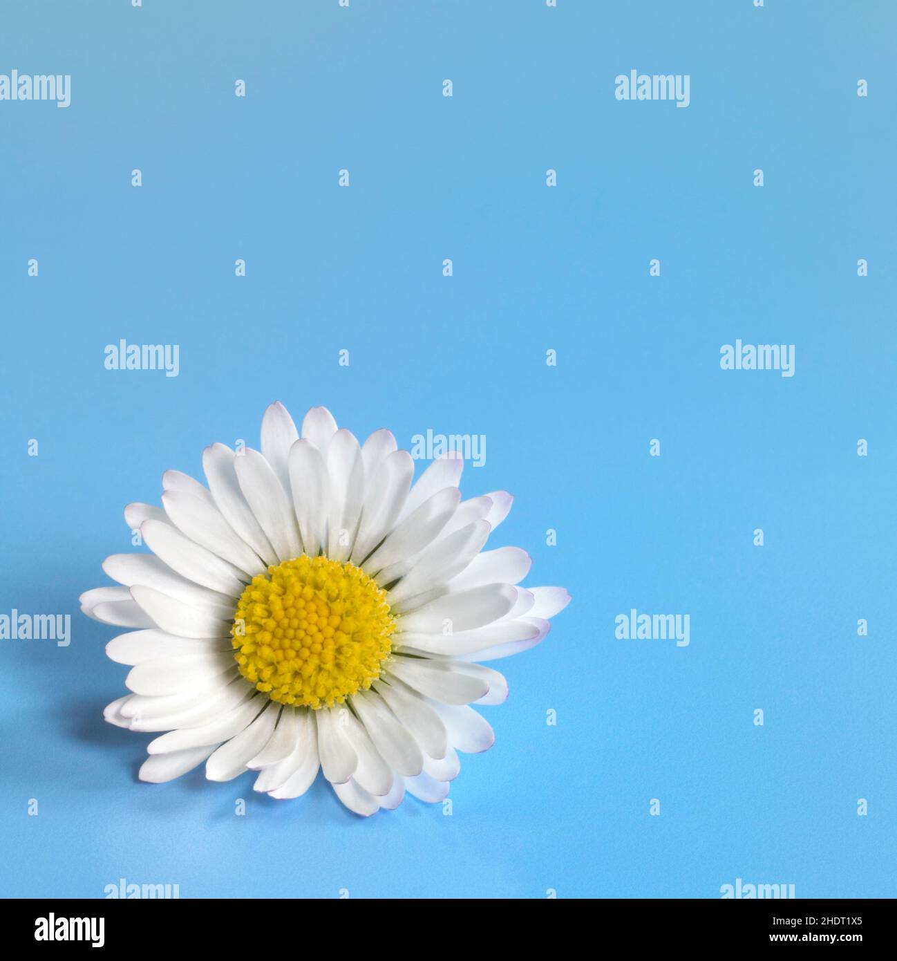 spazio di copia, margherita, copyspace, margherite Foto Stock