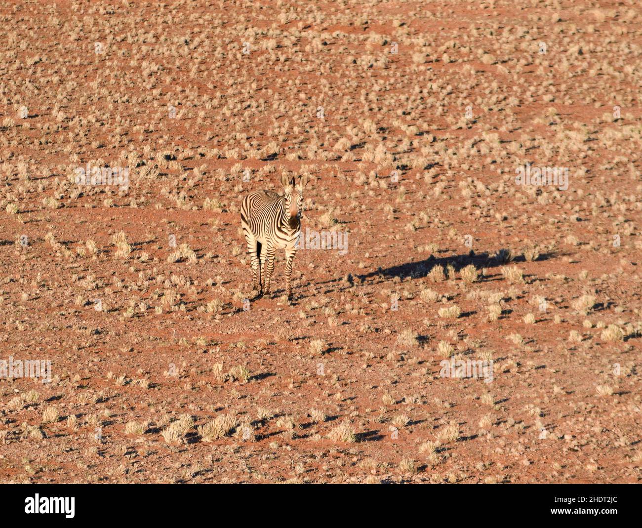 le savane ne sono ricche cruciverba