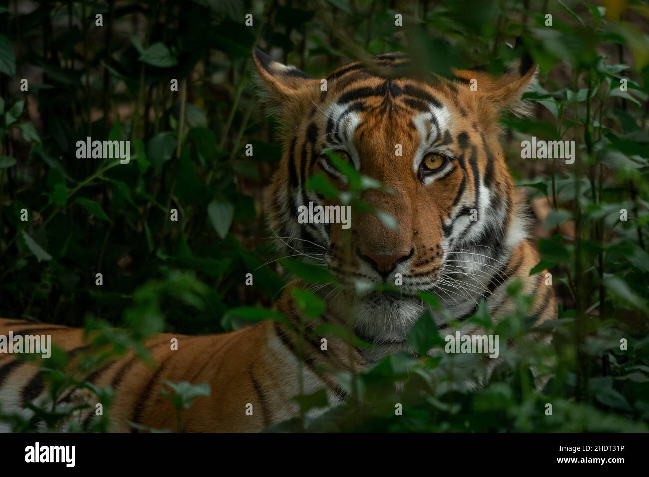 Una tigre che guarda attraverso la vegetazione alla riserva della tigre di Pilibhit, Uttar Pradesh Foto Stock