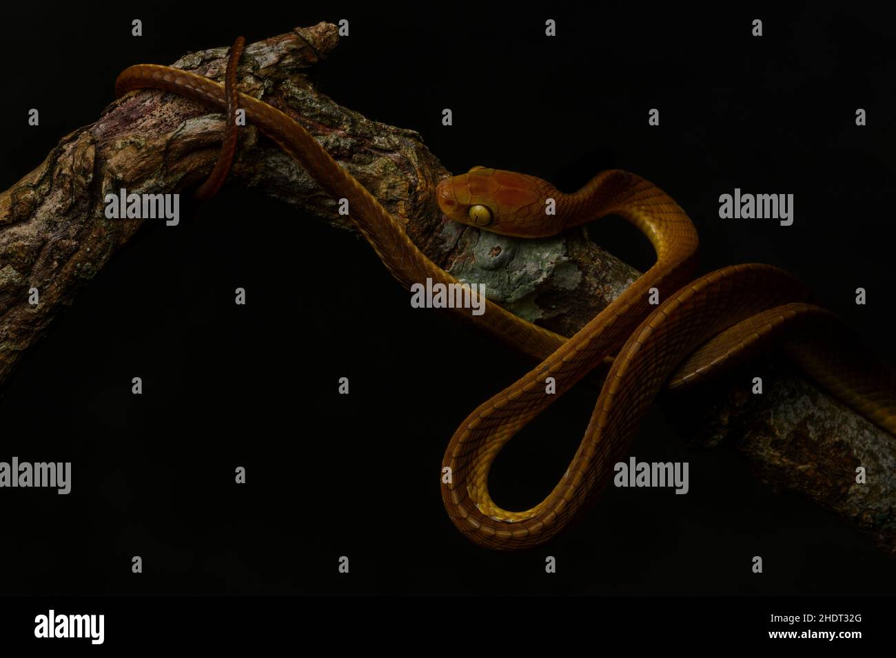 Ritratto di un serpente di gatto tawny da Assam su sfondo nero. Foto Stock