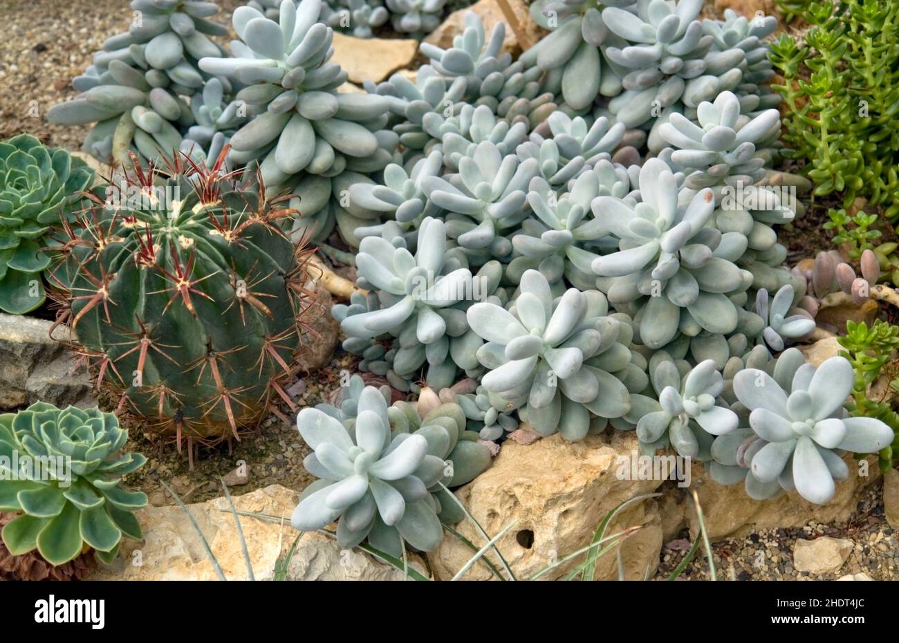 pianta succulenta, cactus, piante succulente, cactis Foto Stock
