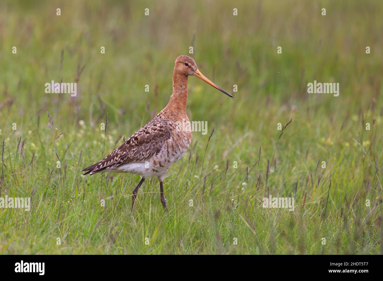 Alto godwit dalla coda nera che cammina sul prato in Islanda, Foto Stock