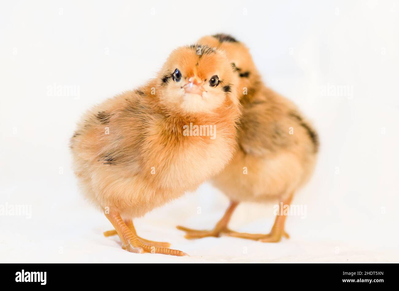 pulcini, pollo del bambino, anatra del bambino, bambino del pollo, uccello giovane, uccelli giovani Foto Stock